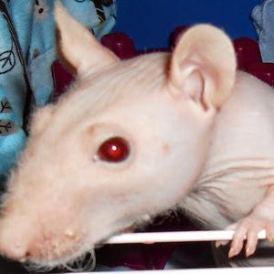 Meet your Posher, Sailor j